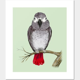 African grey parrot watercolor Posters and Art